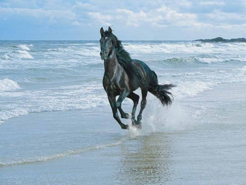 Although this picture looks like a still from the movie "Black Beauty" it's actually a re-creation of a common horse nightmare. Running, endlessly running, along a beach, hoof-deep in an advancing tide of glue ...