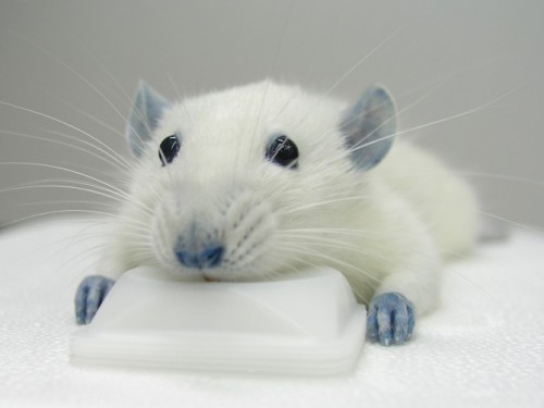 ratafter_553255