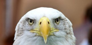 balding eagle